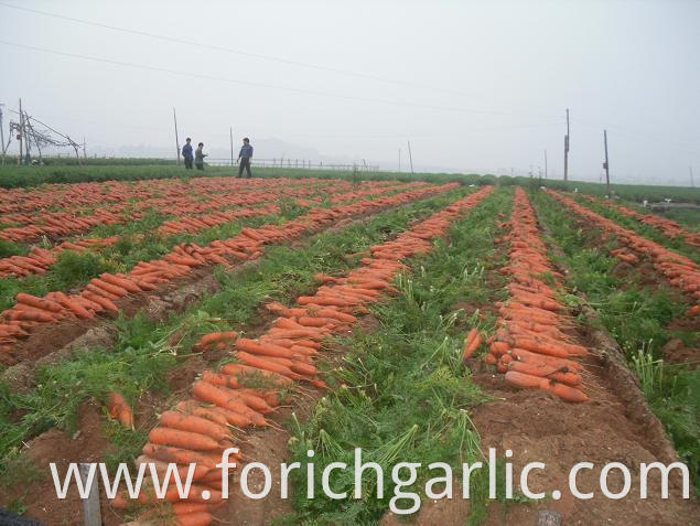 Fresh Carrot